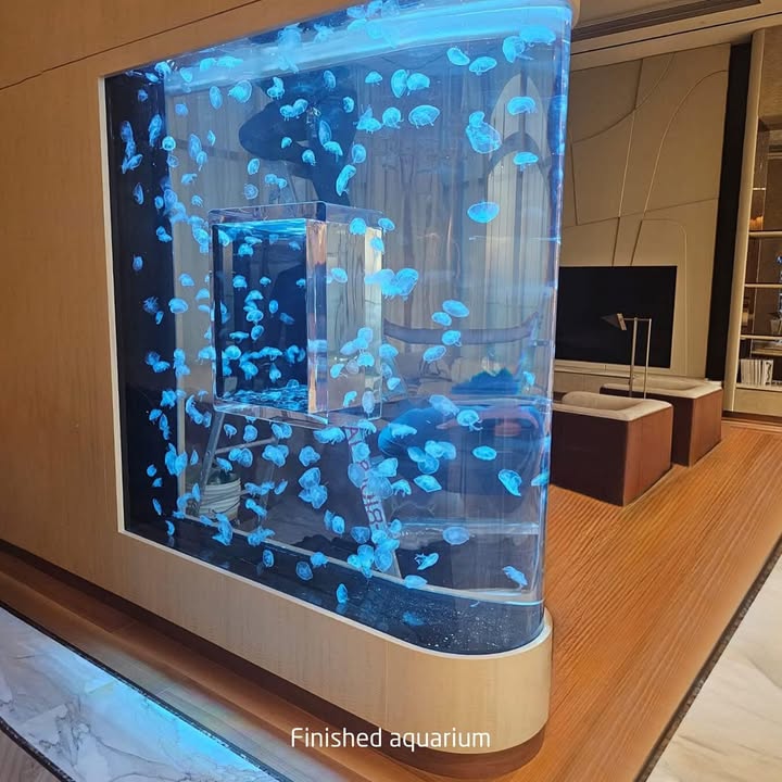 Jellyfish Concept